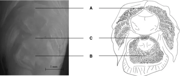 Fig. 2. Ventral disc diagram of Aspasma minima. A, B, and C indicate disc regions mentioned in the text