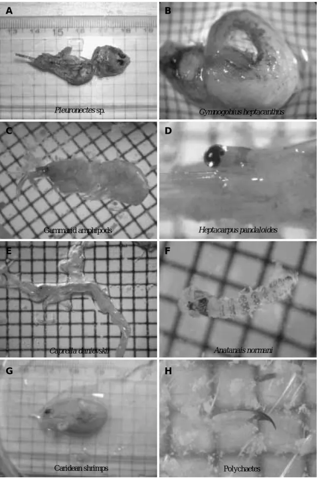 Fig. 3. Photographs of stomach contents of Pseudoblennius percoides.