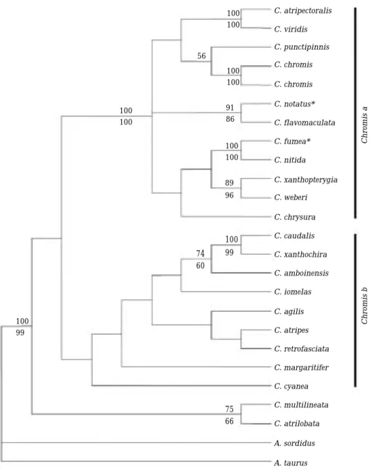 Fig. 2. The tree topologies of the genus Chromis derived from MP and NJ analyses. Since the topologies of MP and NJ trees are similar, only MP trees are shown in each genus