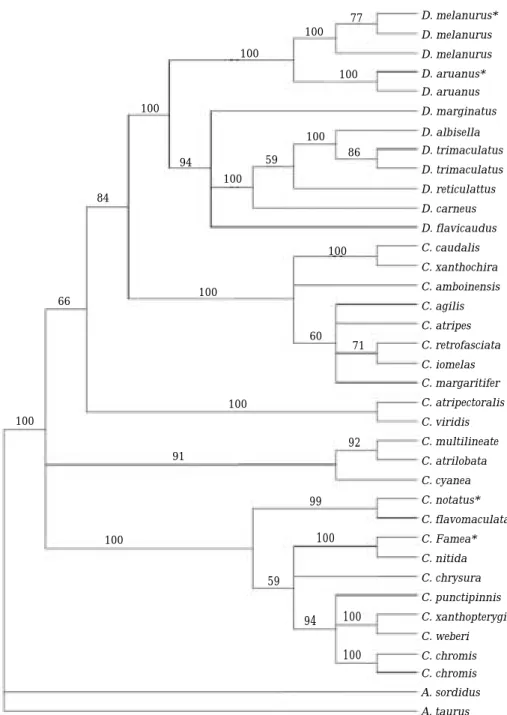 Fig. 3. The 50% majority-rule consensus tree from the Bayesian analysis of the dataset of the cytochrome b  sequences representing  Chromis and  Dascyllus