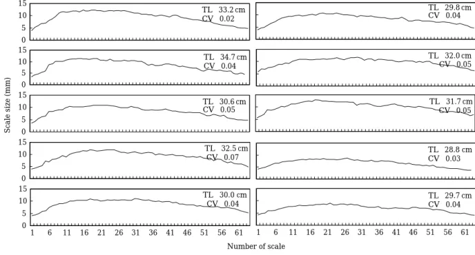 Fig. 2. Scale sizes of the robust tonguefish, C. robustus in the Southern Sea of Korea.