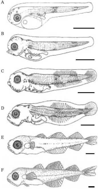 Fig. 2. Morphological development of larva of the Pacific cod, Gadus macrocephalus. A: Newly hatched larvae, 3.72~4.40 mm (mean 4.03 mm, n= =30) in total length (TL), 1 days after hatching (DAH); B: