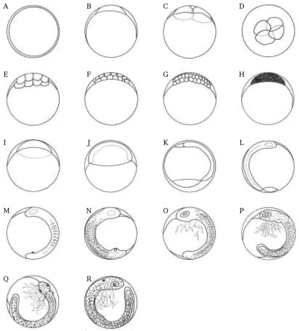 Fig. 1. Egg developmental stage of starry flounder reared in the laboratory. A: Fertilized egg; B: Blastodisc formed, 2 hrs.