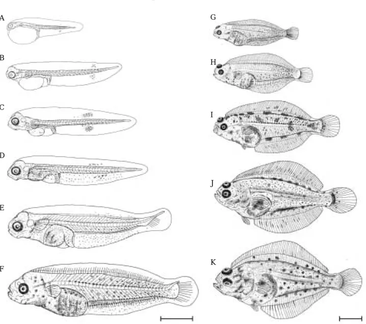Fig. 2. Larvae developmental stages of starry flounder reared in the laboratory. A: Newly hatched larvae, mean 2.67 mm in total length (TL); B: 3 days after hatching, mean 4.58 mm in TL; C: 5 days after hatching, mean 4.74 mm in TL;