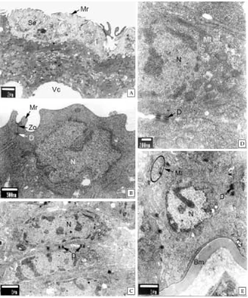 Fig. 3. Ultrastructure on the integumentary system of the grass puffer, Takifugu niphobles
