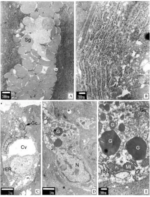 Fig. 4. Ultrastructure on the integumentary system of the grass puffer, Takifugu niphobles