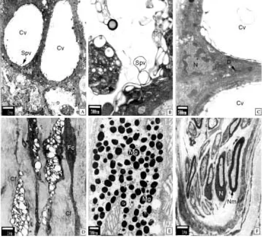 Fig. 5. Ultrastructure on the integumentary system of the grass puffer, Takifugu niphobles