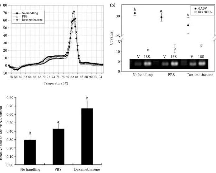 Fig. 1. Real-time and semi-quantitative RT-PCR analyses to show the effect of dexamethasone injection on the MABV burden in the spleen of asymptomatically infected olive flounders