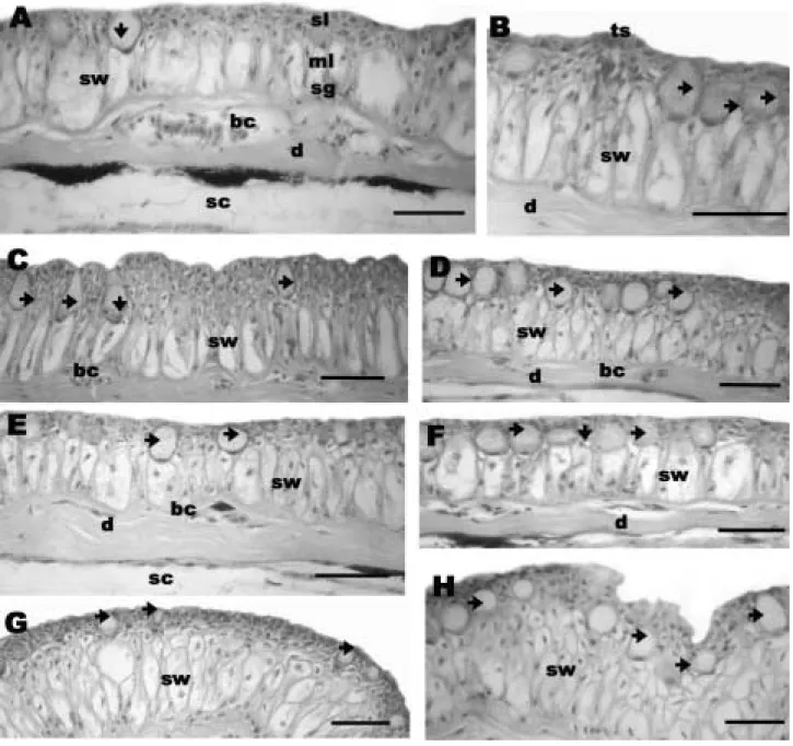 Fig. 1. Transverse sections of the epidermis of Luciogobius guttatus with Ehrlich haematoxylin and eosin (bars indicate 50 µ m)