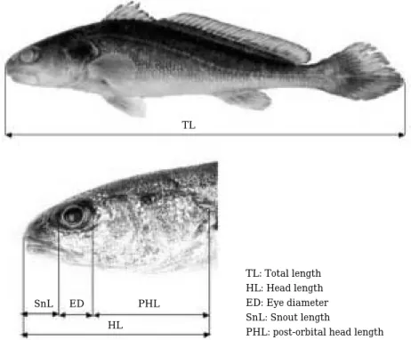 Fig. 1. Definitions of the four brown croaker, Miichthys miiuy head dimensions.