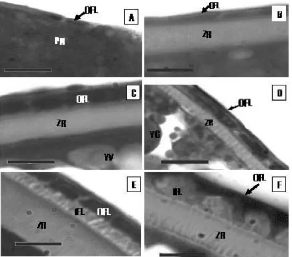 Fig. 2. Developmental stage of the oocyte surface of Rhynchocypris with Ehrlich haematoxylin and eosin (Bar = = 20 µm)