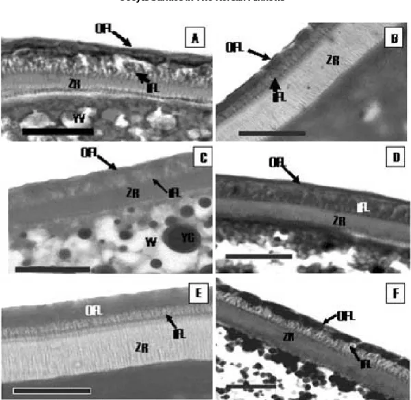 Fig. 3. Special staining reactions on the oocyte surface of Rhynchocypris oxycephalus at the yolk granule stage (Bar = = 20 µ m)