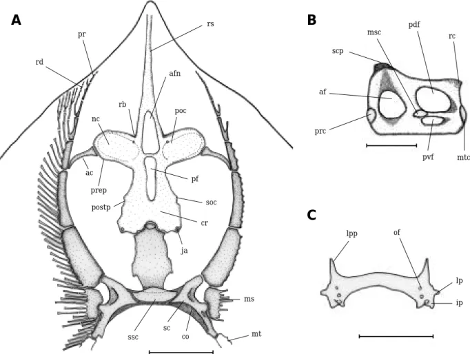 Fig. 2. Okamejei mengae sp. nov., holotype, SFC S04105, 295 mm TL. A: Dorsal view of neurocranium and pterygia (Bar= = 3 cm); B: Lateral view of scapulocoracoid (Bar= =1 cm); C: Dorsal view of pelvic girdle (Bar= =1 cm)