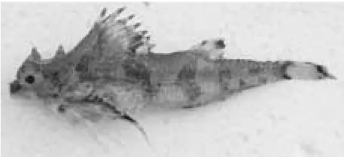 Fig. 1. Hypsagonus corniger Taranetz, BKNU 2042, 77.5 mm SL. 