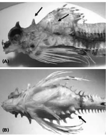 Fig. 2. Lateral view (A) and ventral view (B) of Hypsa- Hypsa-gonus corniger. Received : February 2, 2007 Accepted : March 15, 2007 한국산 뿔줄고기속 ( 날개줄고기과 )  어류 1 미기록종 ,  Hypsagonus corniger 이 충 렬*∙전 병 일 군산대학교 자연과학대학 생물학과 우리나라의 동해 연안에서 출현하는 날개줄고기과 어류 1 개체를 동정한