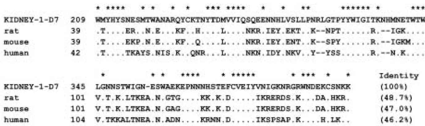 Fig. 2. Alignment of deduced amino acid sequence of clone KIDNEY-1-D7 with rat, mouse and human selectin, a family of c-type lectin