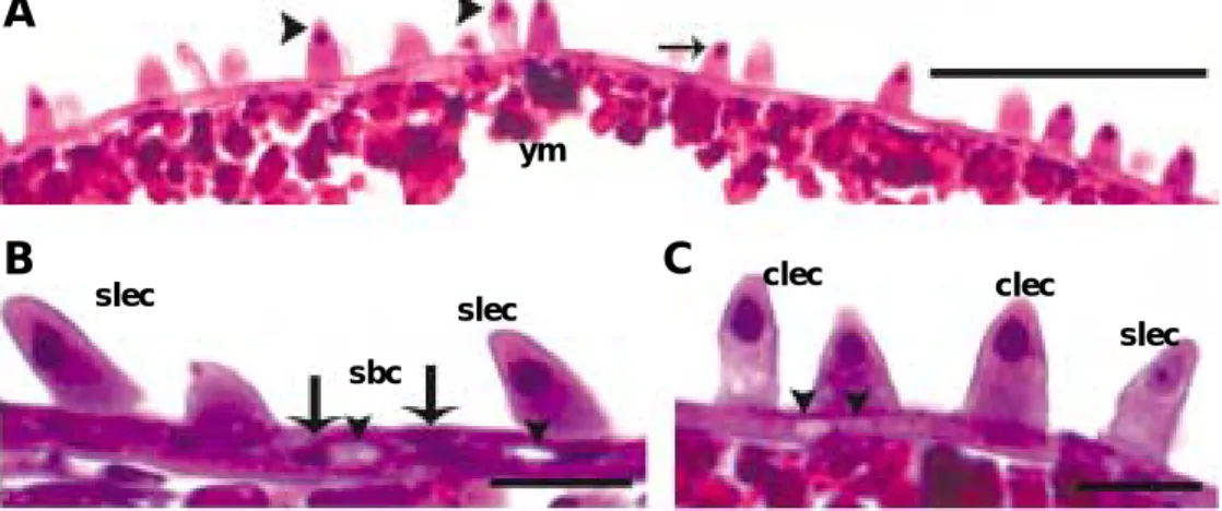 Fig. 1. Transverse sections of the skin surface of larval Acheilognathus koreensis, stained with Ehrlich haematoxylin and eosin (bars indicate 20 µ m)