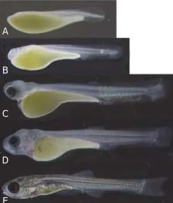 Fig. 3. Larvae of Acheilognathus koreensis from Somjin River in Korea. A, 1 day after hatching, 5.13 m in TL
