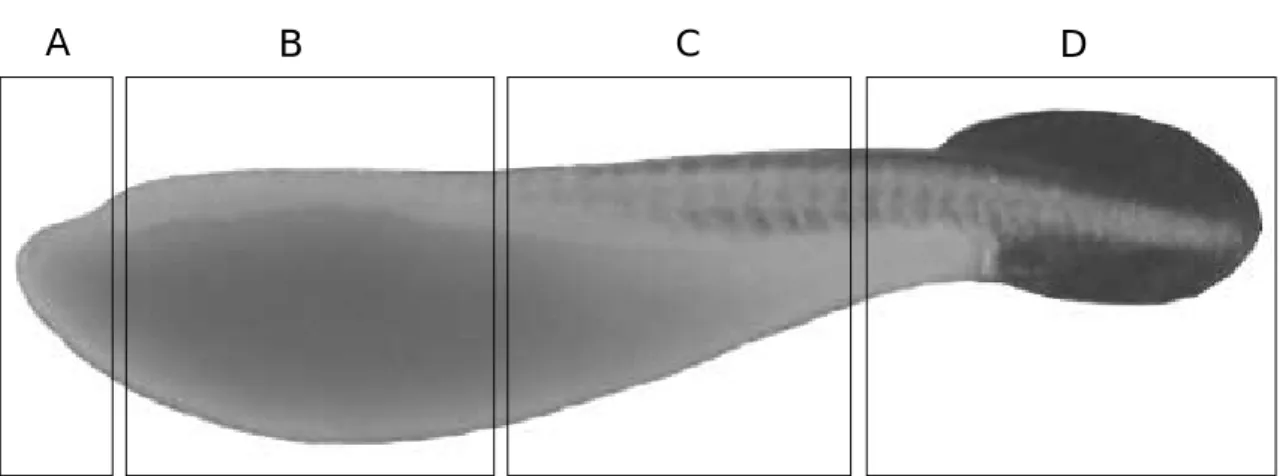 Fig. 4. Diagram showing regions of the skin surface distributed larval minute tubercles introduced by Suzuki and Jeon (1988c)