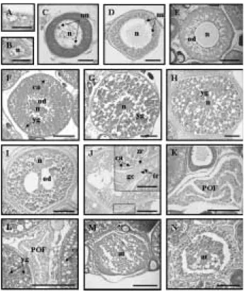 Fig. 5. Oogenesis in T. obscurus. A, Oogonia; B, Chro- Chro-matin-nucleolus stage; C, Early peri-nucleolus stage; D, Late peri-nucleolus stage; E, Oil droplet stage; F, Primary yolk stage; G, Secondary yolk stage; H, Tertiary yolk stage; I and J, Migrated 