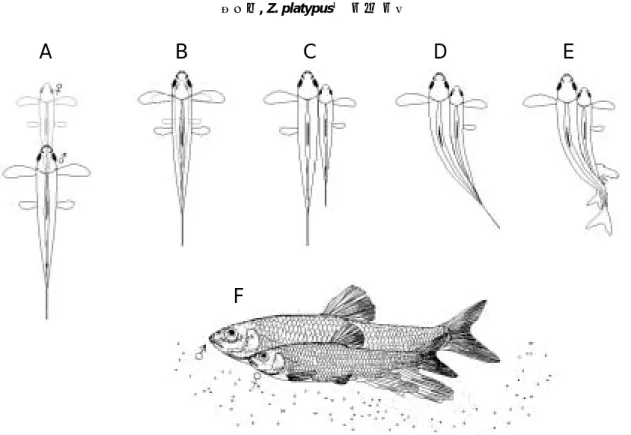 Table 4. Spawning intervals and lasting time of pale chub,  Zacco platypus in Gajung-cheon and Wonjoo-cheon, Korea