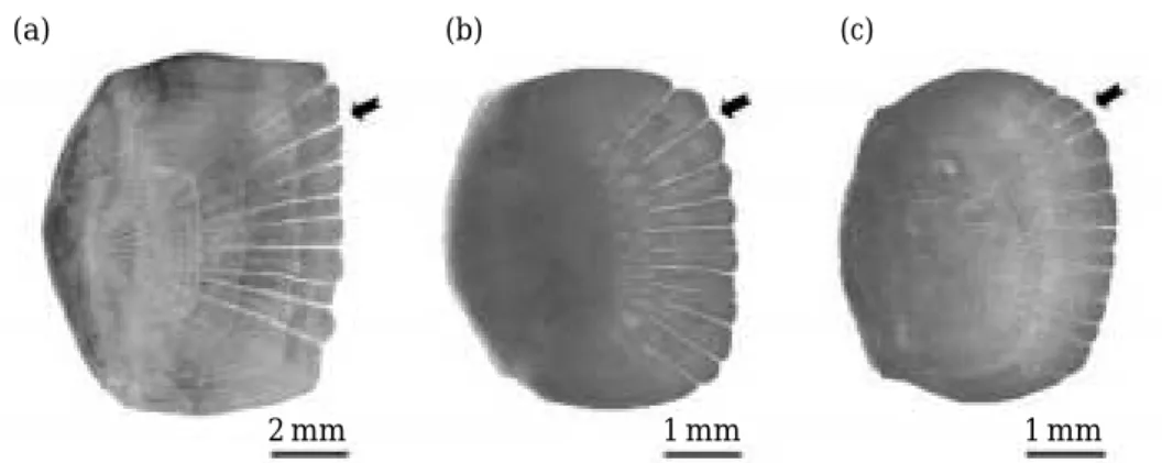 Table 1. Comparision of the number of primary apical groove and number of the scale in lateral line in red seabream, black seabream, and the hybrid Genotype (n) No