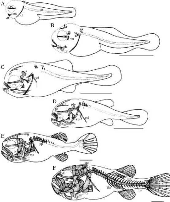 Fig. 2. Developments of the skeleton during the larval development of Takifugu pardalis