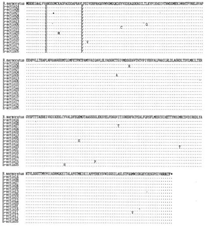 Fig. 2. Comparison of 18 β-actin amino acid sequences by multiple alignment method. Sixteen β-actin amino acid sequences were deduced from the DNA sequences of R