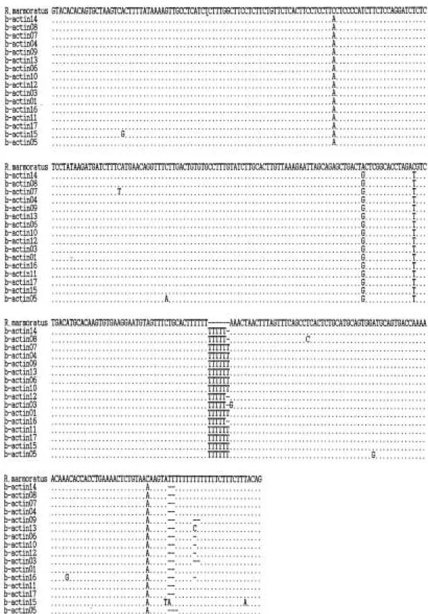 Fig. 3. Comparison of sequence variations in intron 2 region of R. marmoratus β-actin 2 gene