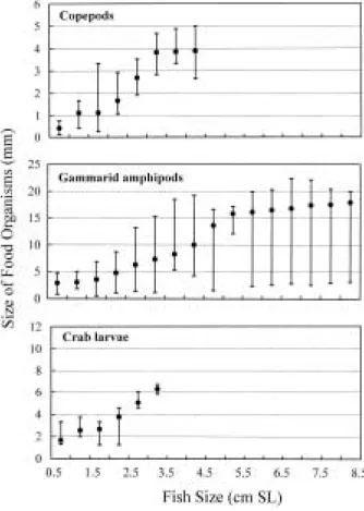 Fig. 4. Ontogenetic changes in size of common food orga- orga-nisms consumed by Sillago maculata (mean and range of the total length for food organisms).