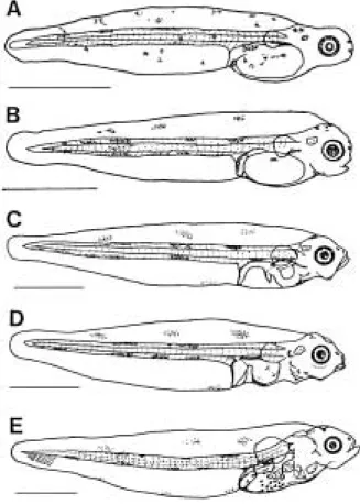 Fig. 2. The Larvae and juvenile developmental stages of Limanda yokohamae reared in the laboratory.