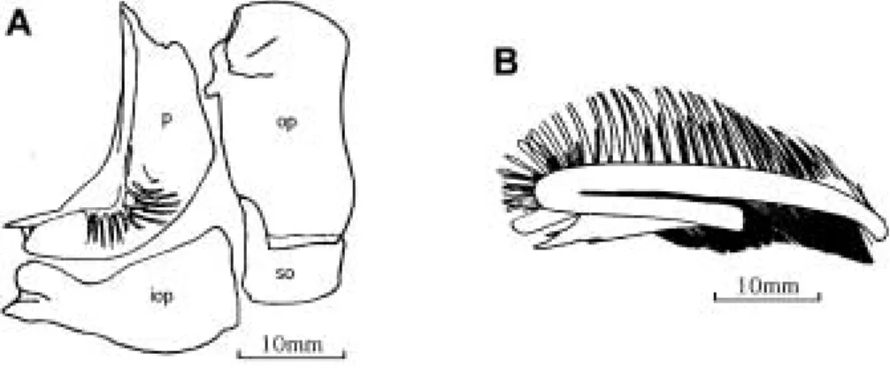 Fig. 3. Opercular bones (A) and gill rakers (B) of Sardinella lemuru Bleeker. opercular bones, iop : interopercle, op : opercle, p : preopercle, so : subopercle.