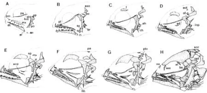 Fig. 2. Osteological development of the jaws in Siniperca scherzeri. A, 5.50 mm in total length (TL); B, 6.17 mm in TL; C, 6.23 mm in TL; D, 6.50 mm in TL; E, 6.85 mm in TL; F, 10.99 mm in TL