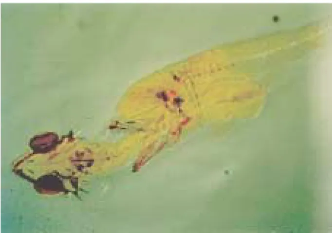 Fig. 4. Photograph showing the cannibalism among the larvae of Siniperca scherzeri at 10 days after  hat-ching.