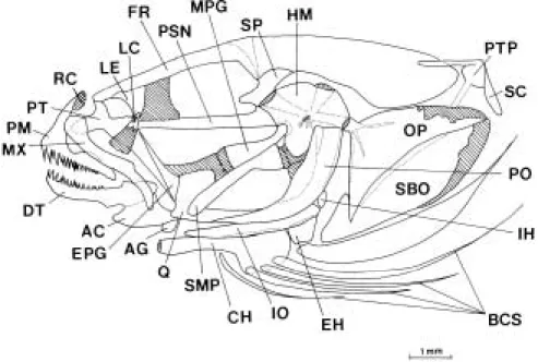 Fig. 2. Skull of Acanthogobius f lavimanus (lateral view). Diagonal hatching represents cartilage