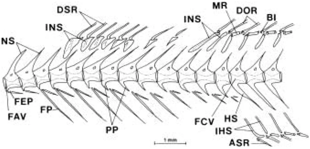Fig. 7. Caudal skeleton of the genus Acanthogobius. A, A.