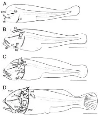 Fig. 1. Skeletal ossification of Sebasticus tertius (Barsu- (Barsu-kov et Chen).