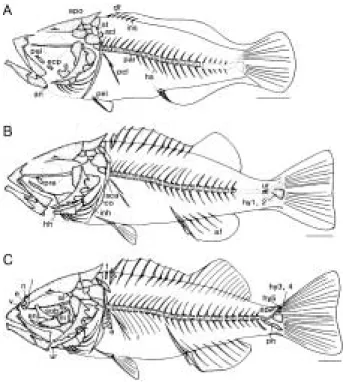Fig. 2. Skeletal ossif ication of Sebasticus tertius (Barsukov et Chen).