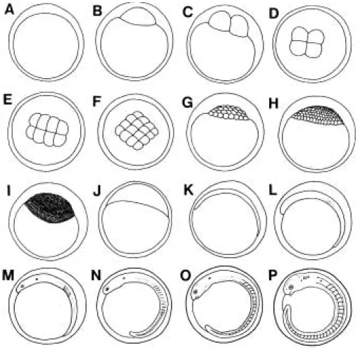 Fig. 2. Embryonic development of the Korean bullhead (24.3~25.4� C). A, Fertilized egg; B, Elevation of blastodisc (1:00 after fertilization); C, 2-celled stage (1:30); D, 4-celled stage (1:55); E, 8-celled stage (2:20); F, 16-celled stage (2:45); G, 32-ce