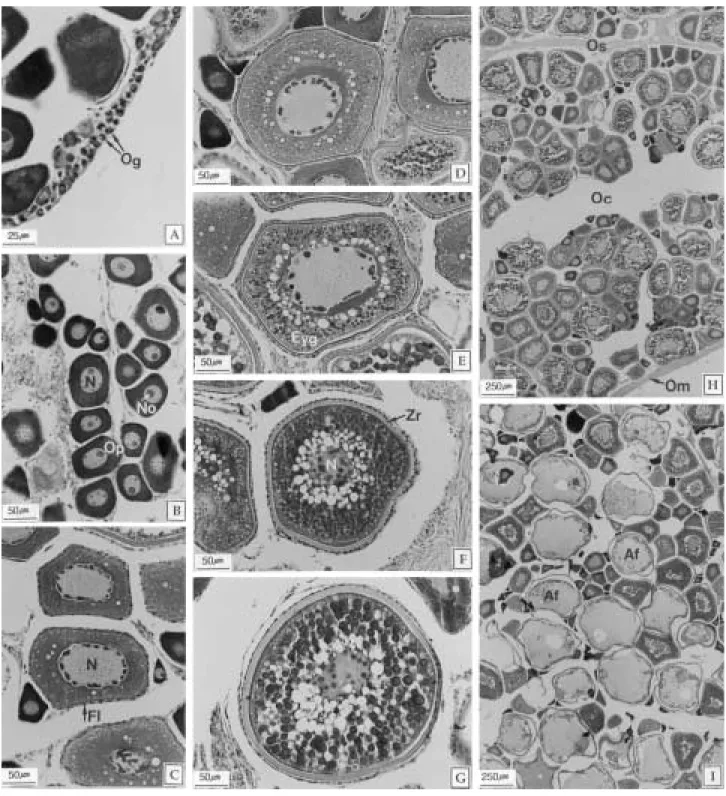 Fig. 7. Oocyte developmental stage of the slimy, Leiognathus nuchalis. A: Oogonial stage (I)