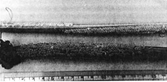 Fig. 2. The egg mass of Coreoperca kawamebari spawned at a stalk of Cyperaceae sp.