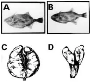Fig. 3.  Monthly changes in water temperature and day length (A), gonadosomaticindex (GSI, B) in female and male f ile f ish, T