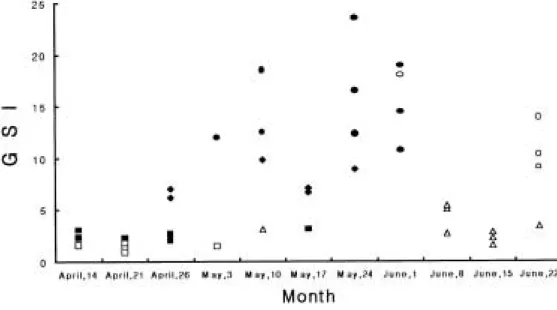 Fig. 7.  Weekly changes in the gonadosomatic index (GSI) and ovarian developmental stage in female f ile f ish, T.