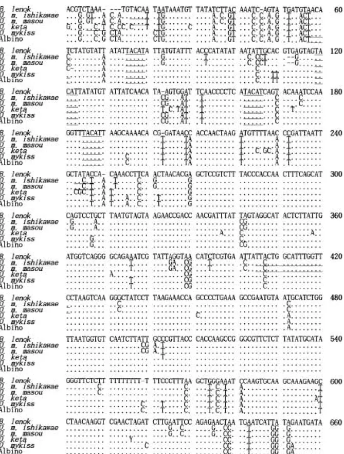 Fig. 1.  Control region sequences of mitochondrial DNA from six salmonid species. All sequences were confirmed by at least two sequencing reactions in each direction