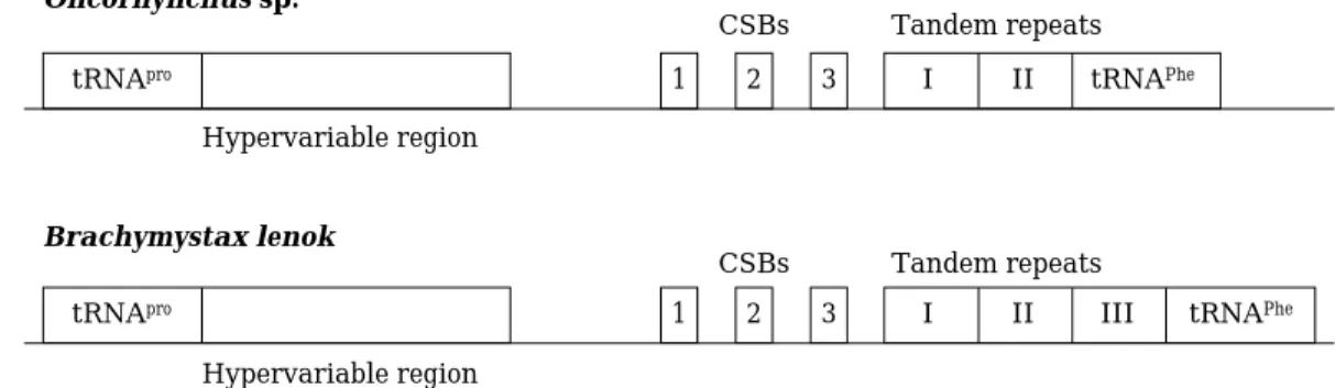 Fig. 2.  Schematic diagram of the salmonid mtDNA control region. Conserved sequence elements and tRNAs are indicated by boxes.
