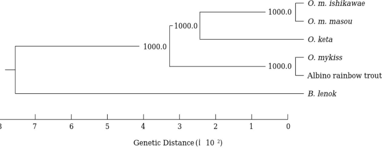 Fig. 4.  Phylogenetic tree for six salmonines based on mitochondrial control region sequences