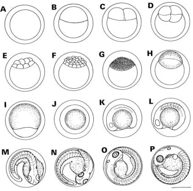 Fig. 1. Egg developmental stages of Rhynchocypris oxycephalus reared in the laboratory