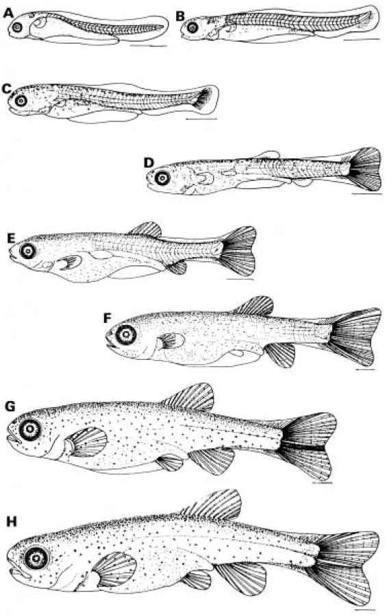 Fig. 2.  Larvae and juveniles developmental stages of Rhynchocypris oxycephalus reared in the laboratory