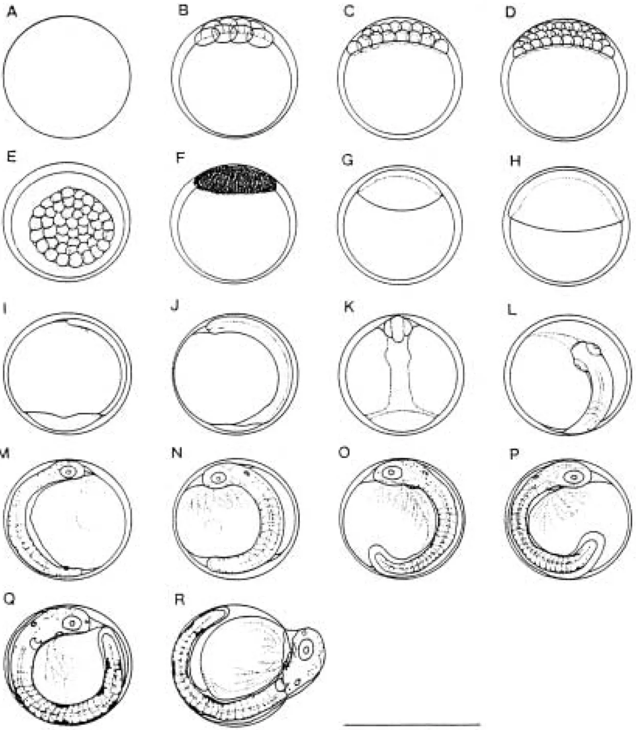 Fig. 3. Egg developments of Limanda herzensteini.