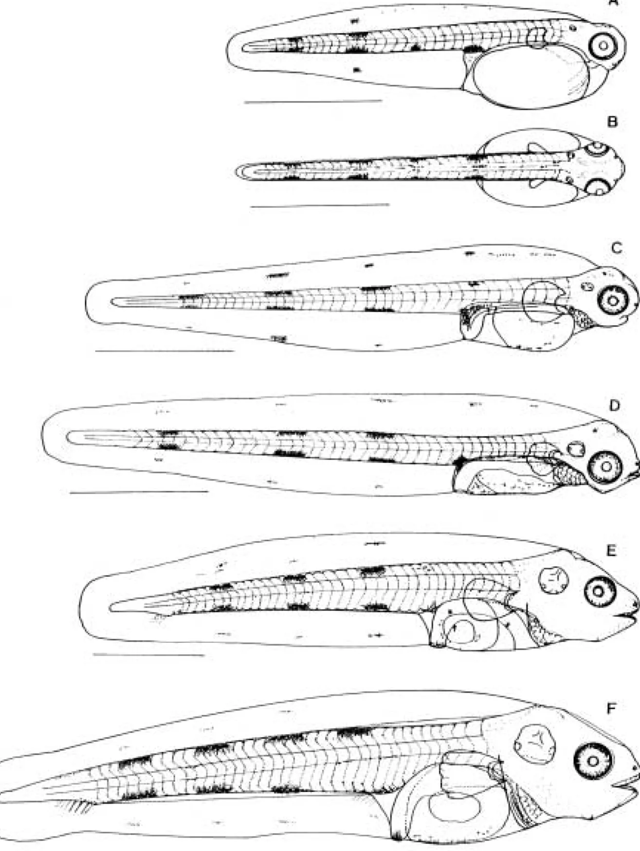 Fig. 4. The prelarvae and postlarvae of Limanda herzensteini.
